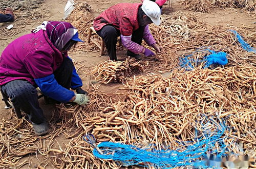 供给端分析， 市场需求上涨
