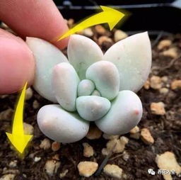 多肉植物叶子叶插时如何挑选最适宜进行叶插的叶片