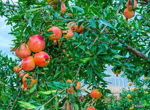 石榴开花结果的最佳月份和种植技巧是什么