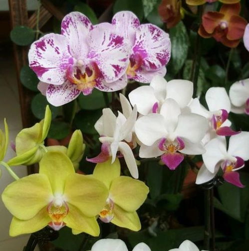 蝴蝶兰一年可以开几次花？如何让它们年年盛开