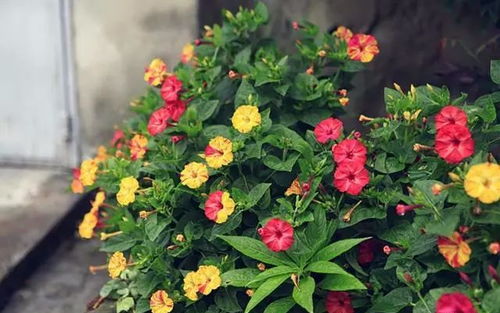 北方春天零下15℃爆开的草本花品种大盘点