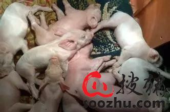 仔猪腹泻：营养失衡