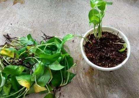 浇水的频率与技巧，你掌握了吗？