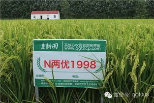 精喹禾灵：一种神奇的除草神器？