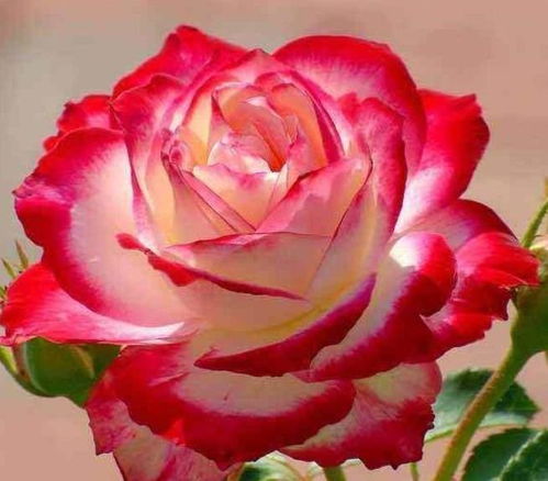 香味浓郁，让人陶醉