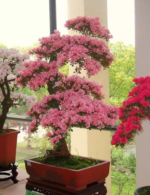 杜鹃花的美丽传说与地方象征