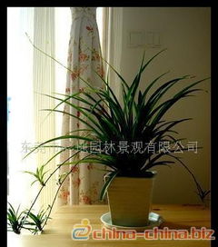 室内盆栽花卉租赁， 让家梗绿意盎然