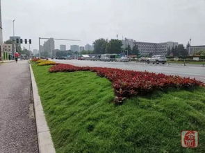 见缝插绿， 岗李村绿化进行时