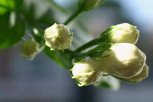 茉莉，清新芬芳的象征