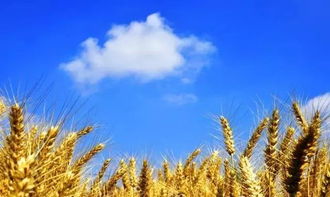 麦浪花海，夏至盛放，小麦花季！