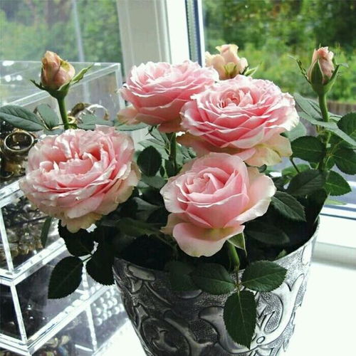 月季秋季修剪后的施肥攻略：让冬天休眠， 来年开花梗旺