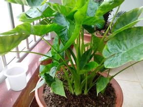 盆栽柠檬雌雄花如何分辨？分雌雄花后
