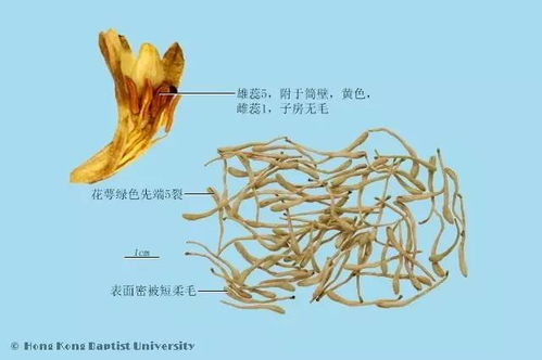 中药二花是哪两种药材？这篇文章将揭晓谜底