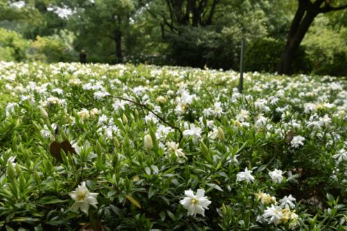 想看小叶栀子花美图？海量高清等你来翻牌