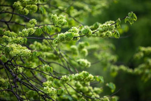 槐树：子孙三代健康富裕