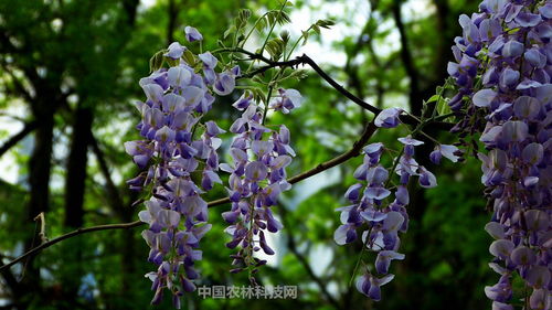 紫藤的生长，有规律也有意外