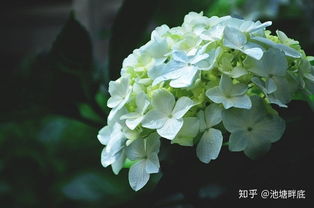 绣球花最佳种植时间是什么时候？日常养护需要注意哪些要点
