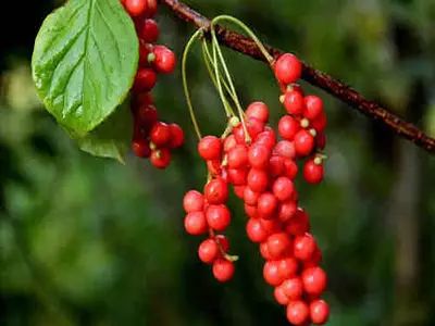 五味子的那些事儿