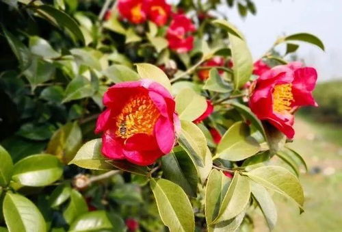 种子挑选与种植细节