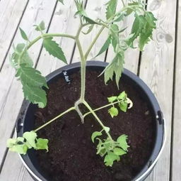 花花发芽了怎么移植
