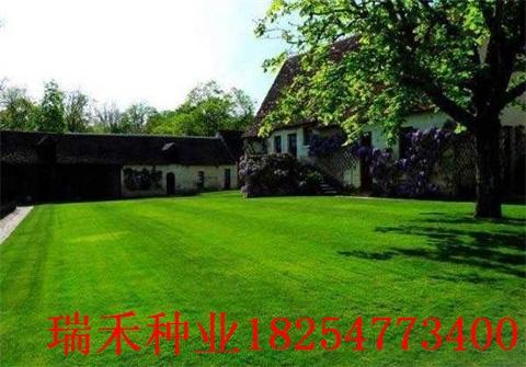 山上草坪的种植选择