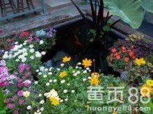 新屋必备：韶关花木蓝园艺品种全解析，满足你的畜牧需求！