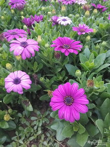 路边绿化花卉， 美得让人心醉