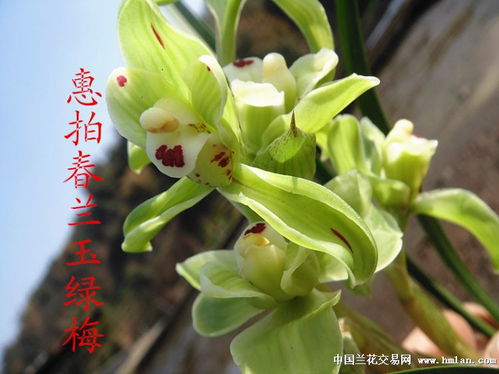 惠兰花种植养护技巧有哪些，才能打造出迷人的花海并品尝到优雅的芬芳呢