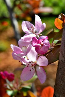 雪球海棠的美丽