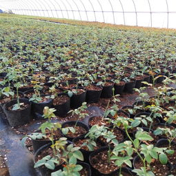 湖南线下藤本月季卖哪儿？