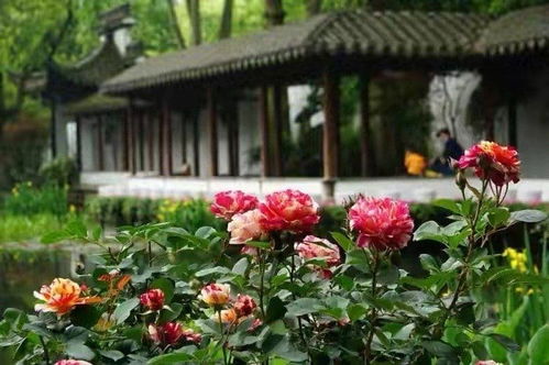 北方寒冷地区种植月季，选哪个品种好？