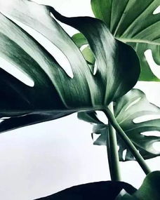 白醋或柠檬汁：酸酸的小秘密