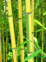金镶玉竹种植方法及日常管理技巧有哪些