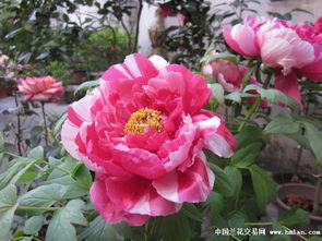 红瘦是哪种花？它为何被称为“瘦”