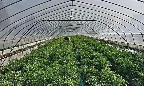 下雨天不管在大棚里还是露地度不要打农药。