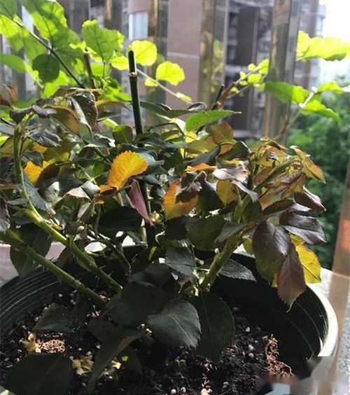 邻居说别急，试试这方法