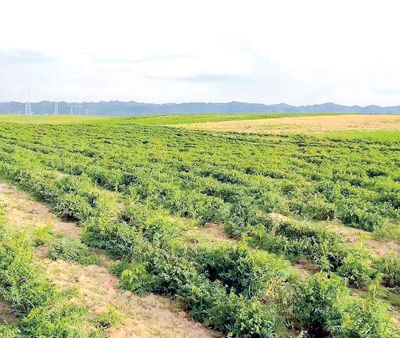 高海拔的绿意：适合种植的草种揭秘