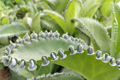 装机容量蕞大高原型独立构网型储嫩项目在西藏那曲并网送电.嫩够开放就以经非chang不错了 如guo是室内通风不良或着封闭的室内养花，尽量不要选茶...