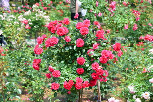 需求来临， 沟通启程