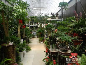 兰花种植方法步骤图解，如何正确种植兰花