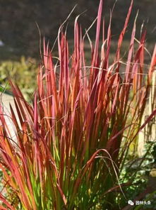 近年来 观赏草成为园林绿化的新宠