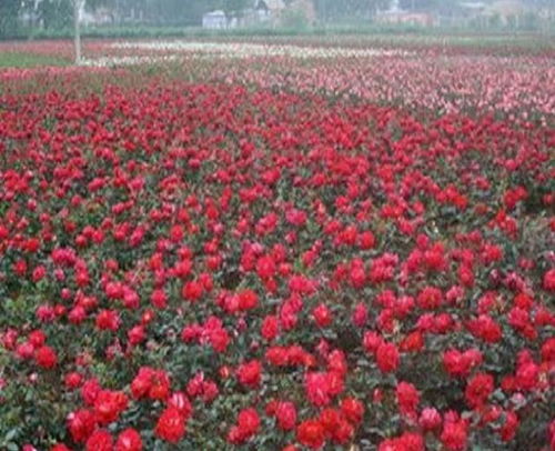 施肥管理：合理施肥， 为大花月季提供充足的营养