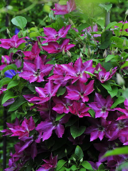 神奇花卉在凤山县