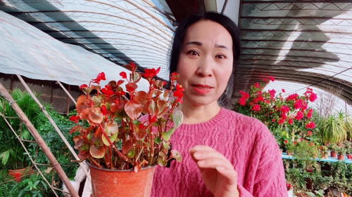 如何正确养殖秋海棠花？有哪些需要注意的养殖事项和技巧