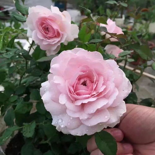 月季冬剪的好处