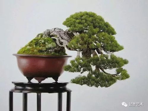 柏树盆景的浇水时间之谜