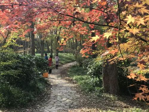 适合公园或大花园的枫树