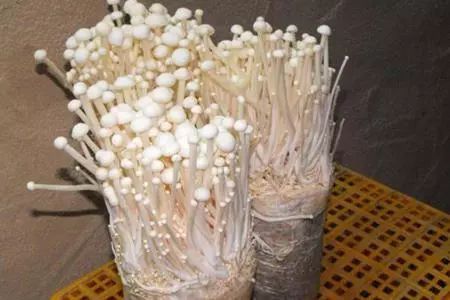 金针菇吃完别扔！一招再生