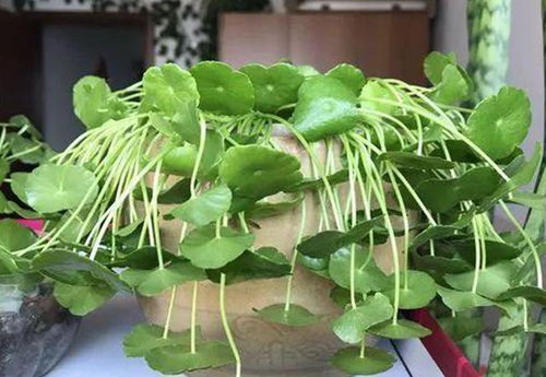 盆花缺水怎么办？快速补救有妙招吗