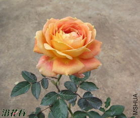 焦糖古董月季，花开如画，耐寒性怎么样呢？